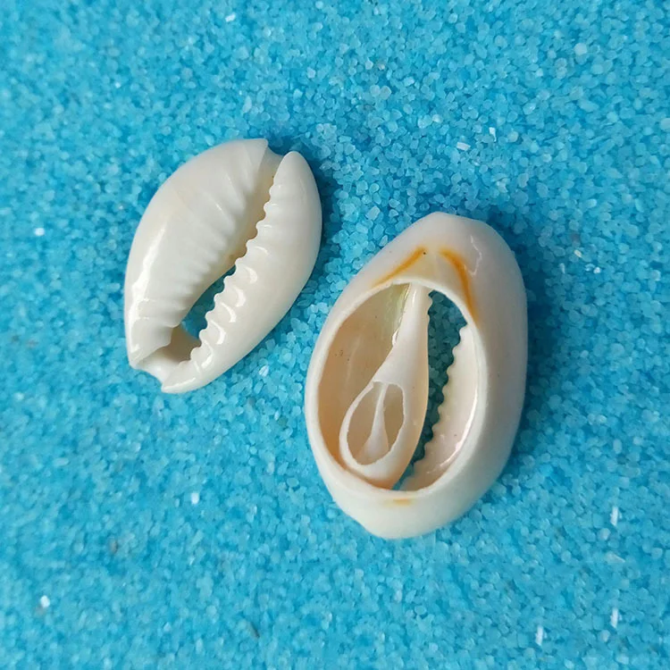 
Bohemia natural decorative jewelry accessories charms sea shell conch cowrie shells 