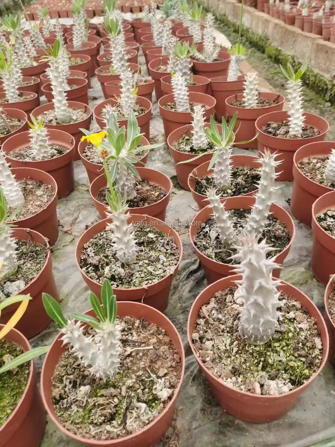 Wholesale cactus rare plants real cacti Pachypodium densiflorum live plant Thailand succulent nursery live plant