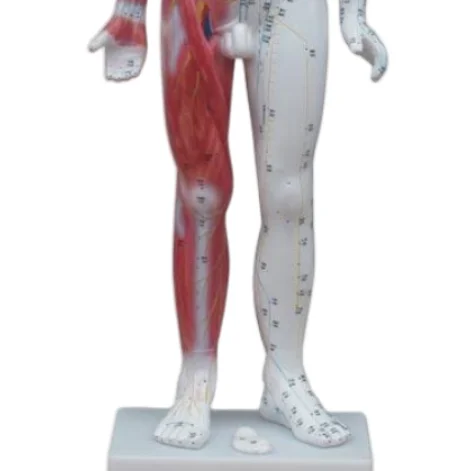 ADA Medical science Deluxe Acupuncture Model 84CM and Acupuncture Model 178CM for Disease Demonstration Medical Teaching Tool
