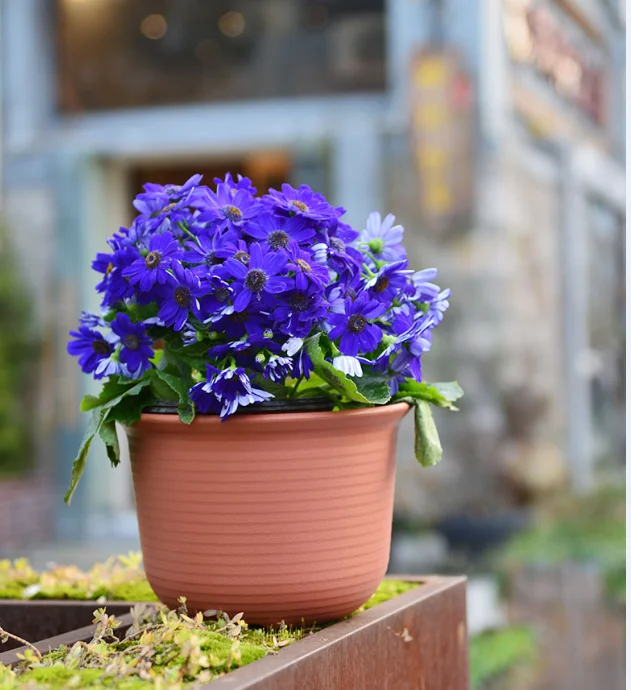 
Plant Flower Pot Home Style Cheap Indoor Garden Wholesale Stand Planters & Plant Flower Pot 