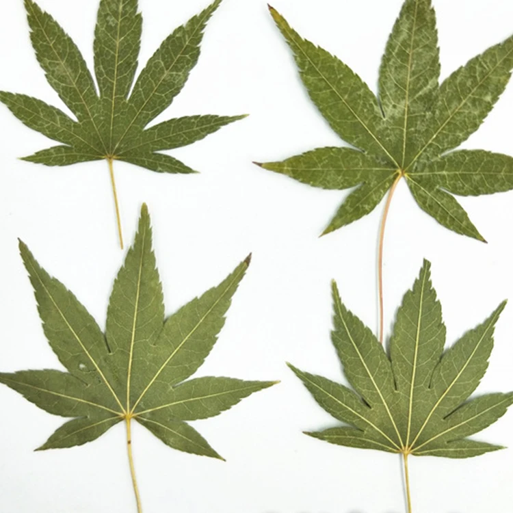 I637 Maple Leaves Dried Natural Real Leaves Craft Bookmark Decorations Multiple Colors