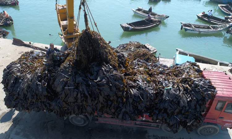 Лучшее китайское качество по лучшей цене, сушеный лист kombu sea konbu kombu для ресторана