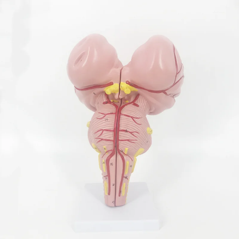 YA/N021 Natural Size Human Brainstem Model for Anatomy Research