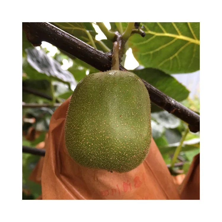 Wholesale Organic Farm Price Fresh Red Heart Kiwi Fruit