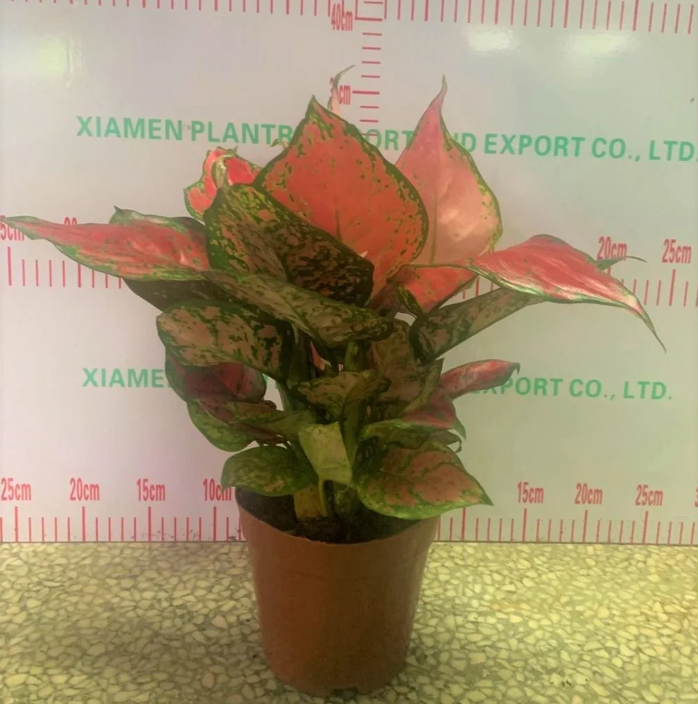 
Low price wholesale Aglaonema super red beauty ornamental live foliage woody plants real indoor bonsai 