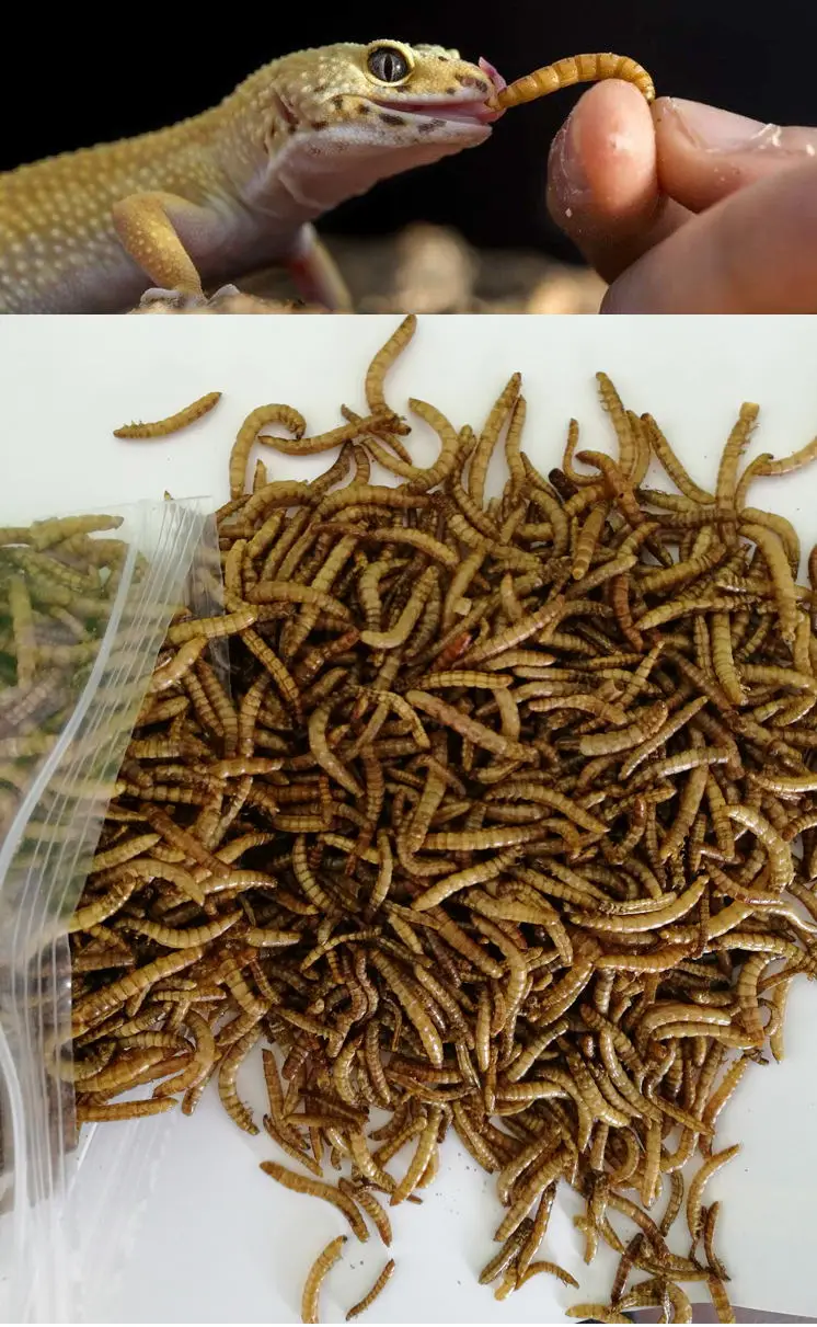 Manufacturer Stock Fish Meal Animal Feed Dry Meal Worm Dry Mealworm Dried Mealworms