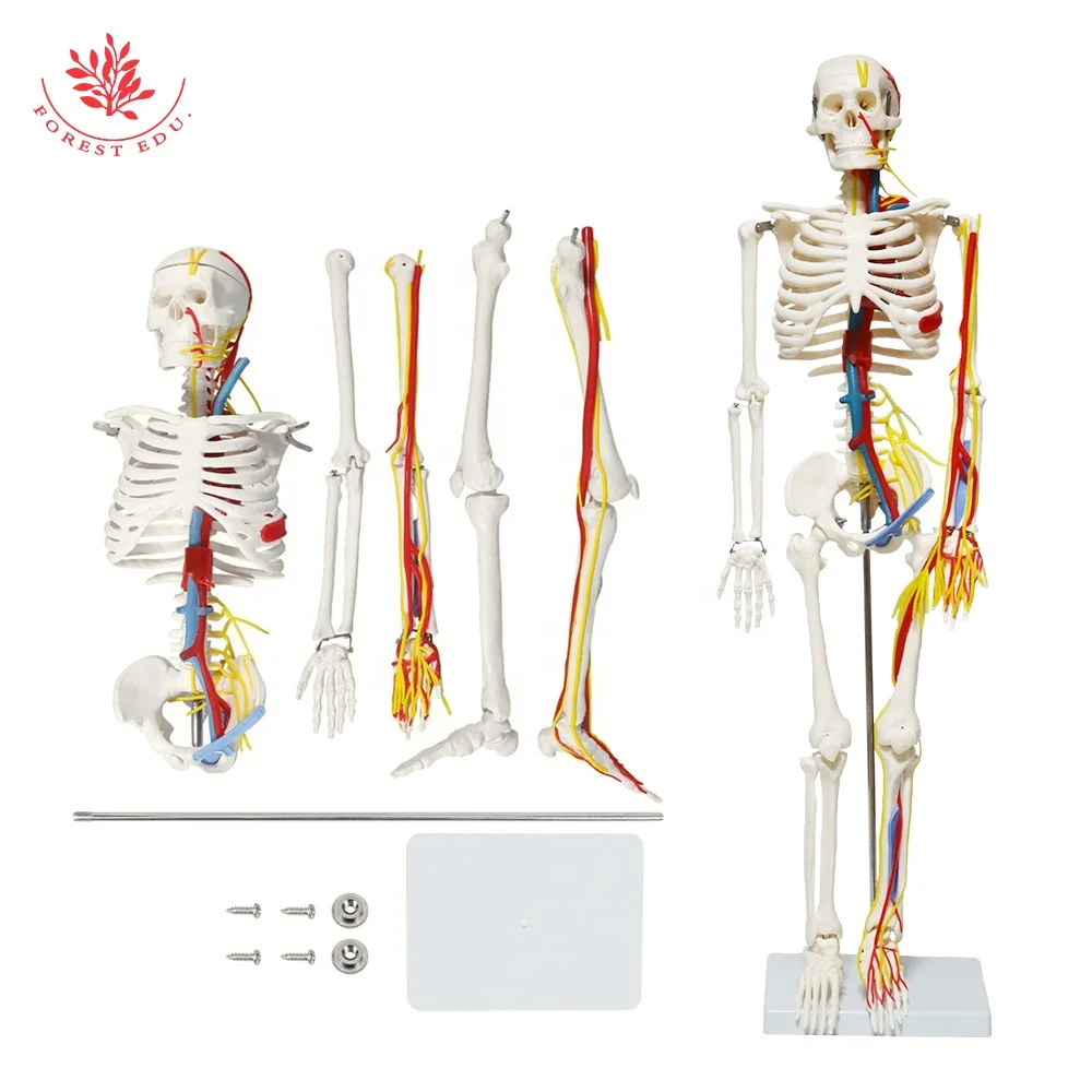 Medical Science Model FRT013 Include Heart Blood Vessel And Nerve 85cm High Quality Human Skeleton Anatomy Model