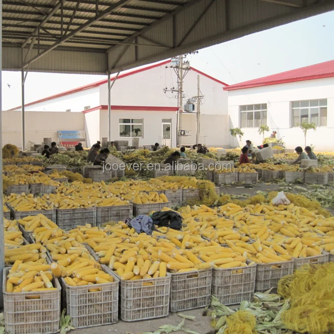 BRC HACCP Сертифицированный IQF замороженный сладкий кукурузный коббетт Бланшированный