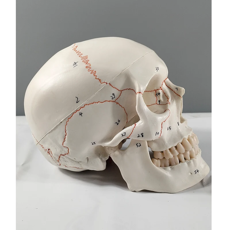 Human skull with accompanying brain model