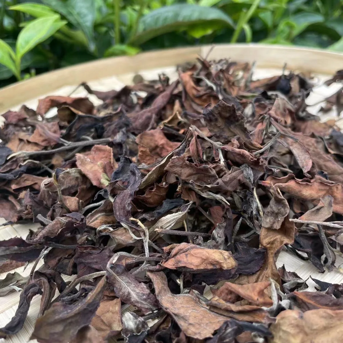New style hot selling Yunnan gaba white tea gaba white peony loose tea leaves bai mu dan