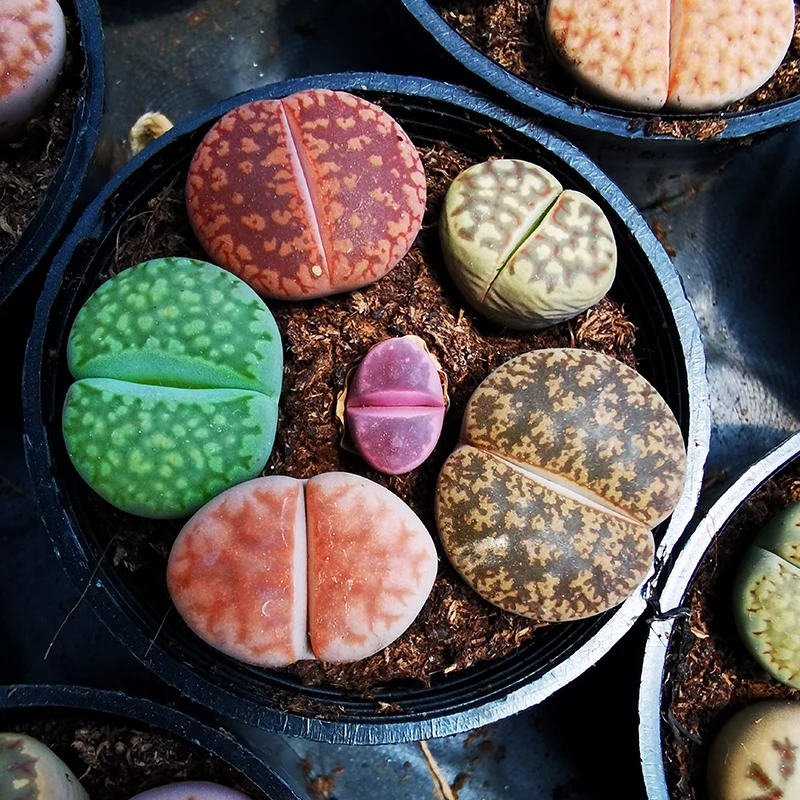 
colourf lithops wholesale live plants nurseries succulent 6pcs in a pot 