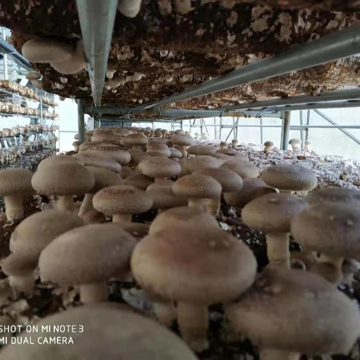 China High Yield Premium Mycelium Shiitake Mushroom Spawn Grow Bags