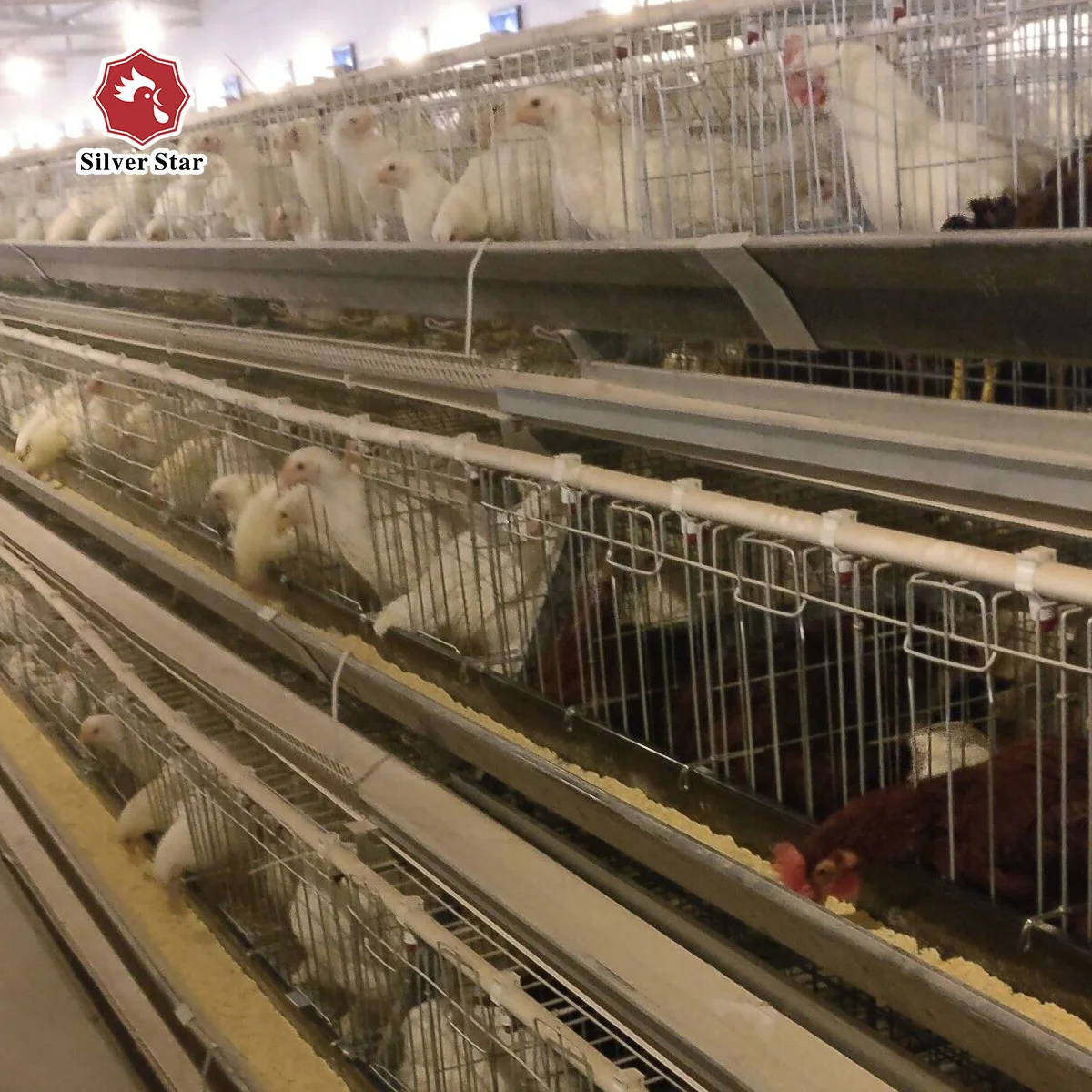 Best Sell High Quality Automatic Poultry Farming Chicken Cage Equipment In Malaysia