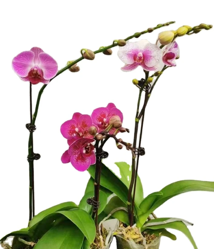 Indoor home decoration flower green plant