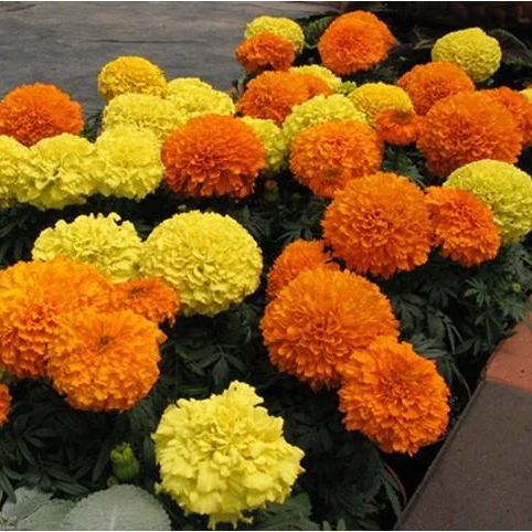 
High Quality Yellow Aztec Marigold Tagetes Erecta Flower Seeds 