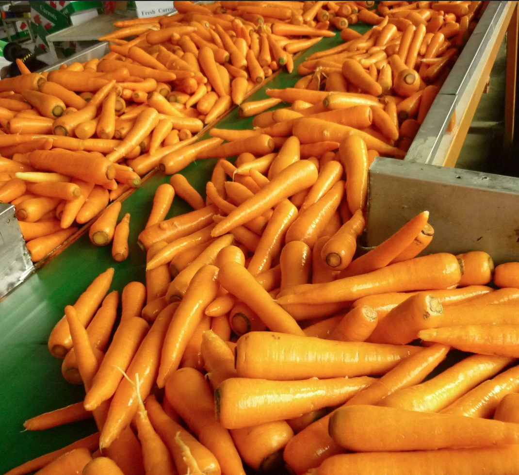 Carrot in China Fresh Crop Best Quality
