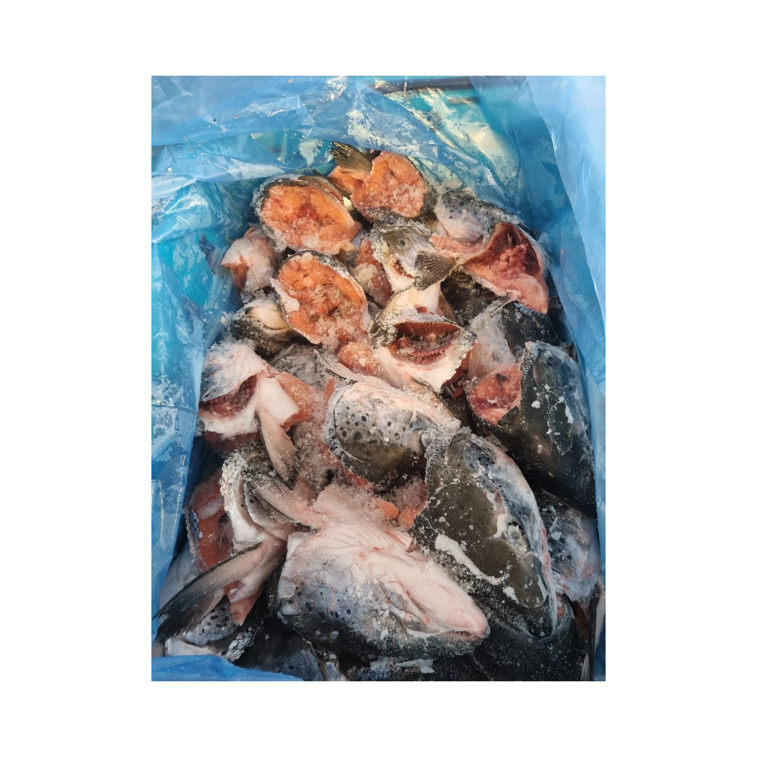 FROZEN SALMON HEAD