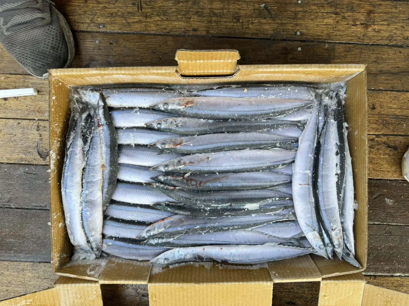 Frozen Pacific Saury Fish  Good quality  various size Cololabis saira