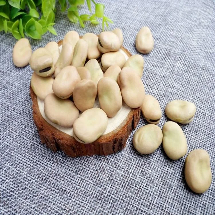 2021crop Dried 0-60 60-70 70-80 pcs Peeled Broad Beans price