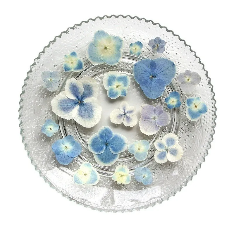 Wholesale DIY Material Dried Hydrangea Flower Pressed Peacock Hydrangea for Nail Art Resin Jewelry Postcard Candle Decoration