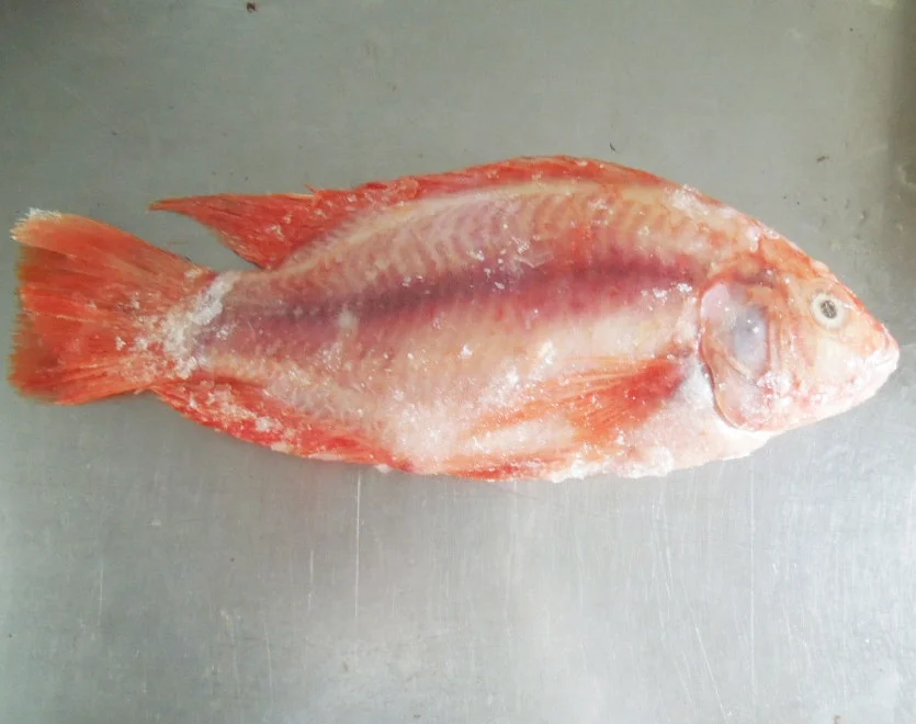 IQF Whole Red Tilapia 10kg Per Carton China Origin Frozen Fish IQF WGS Red Tilapia For Sale