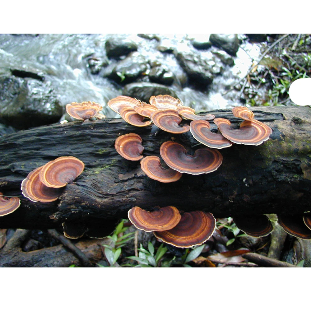 Mushroom Extract Complex Powder Solvent Extraction Type for Health Food Drum Packaging