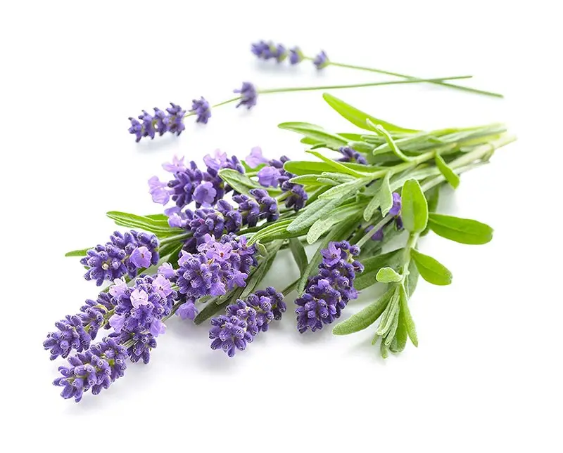 Private Label Organic  Cosmetic Essential Oil Therapeutic Grade Natural Lavender Essential Oil For Face