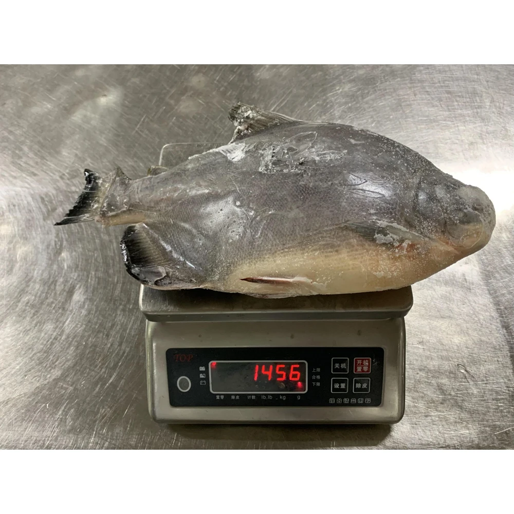 Frozen red pomfret fish red pacu price frozen red pomfret fish whole round frozen red pacu fish