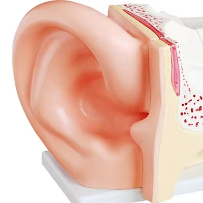 ADA-A1058-1 Human Anatomy  Ear  with Details Structure Model Medical Science PVC  Model for Medical School Use