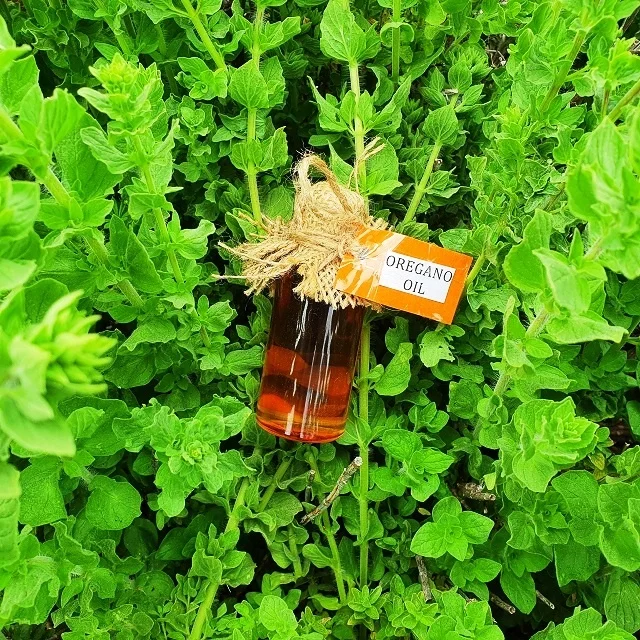 
Oregano Oil - Pure Wild Oregano Oil 