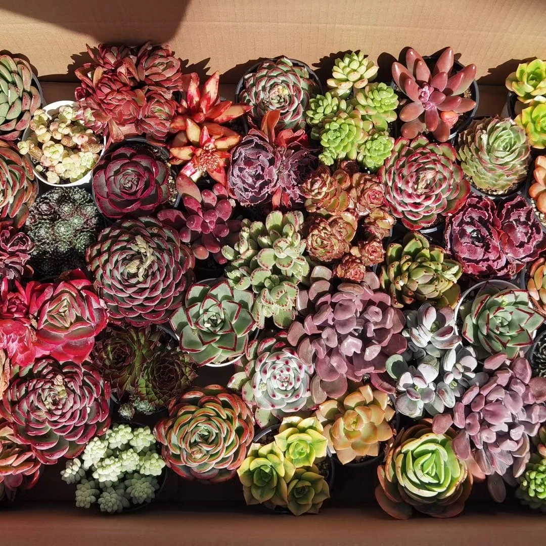 
Wholesale Mixed Succulent box natural plant cactus succulent pot Korea Succulent pot plants Echeveria agavoides 