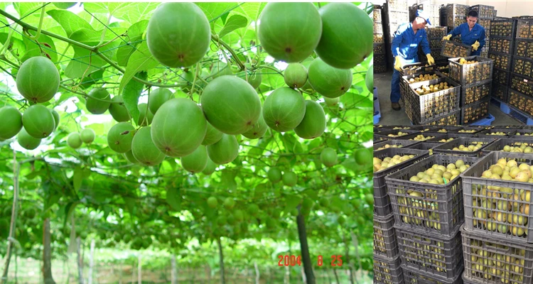 Best Price Monk Fruit Erythritol Blend Sugar Free Monk Fruit Extract Natural Monk Fruit Sugar