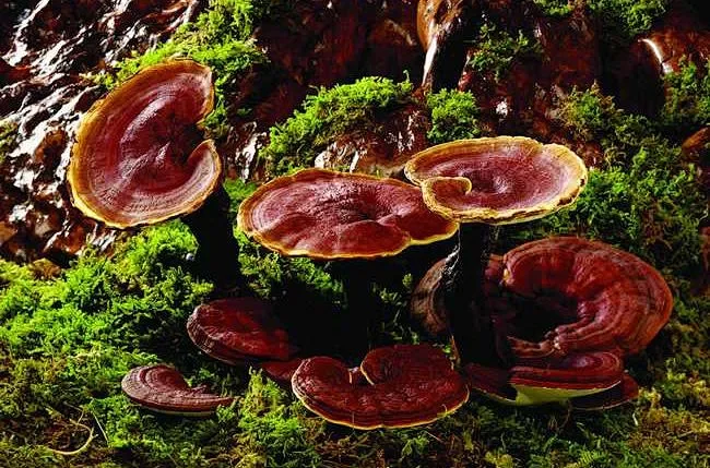 Best Price Lingzhi Polysaccharide 30% 50% Lingzhi Mushroom Extract