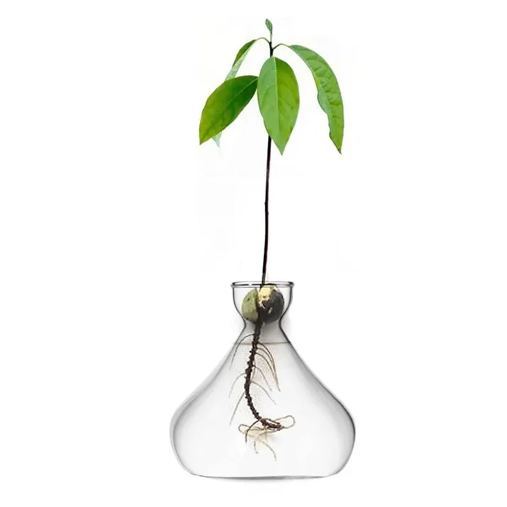 Glass Avocado Propagation Vase Avocados Hyacinths Chestnuts Walnuts Vase Bulb vase