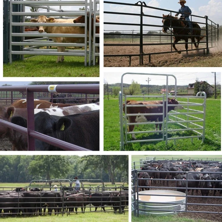 Australia cheap cattle farm fence galvanized  iron rails welded stainless steel cow cubicles cattle equipment