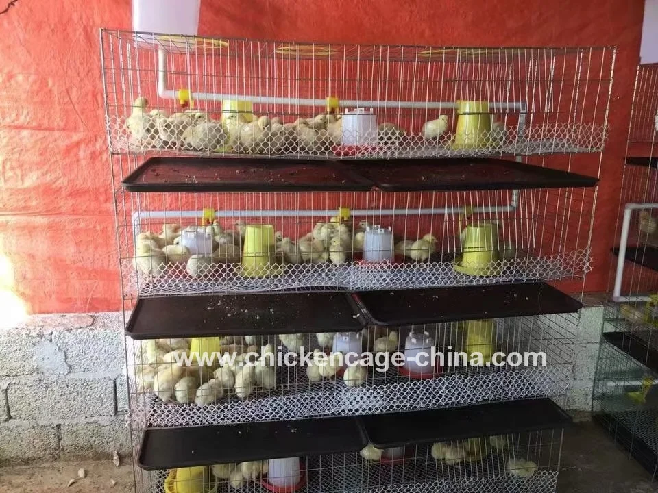 Poultry Chick Birds Baby Cage Chicken