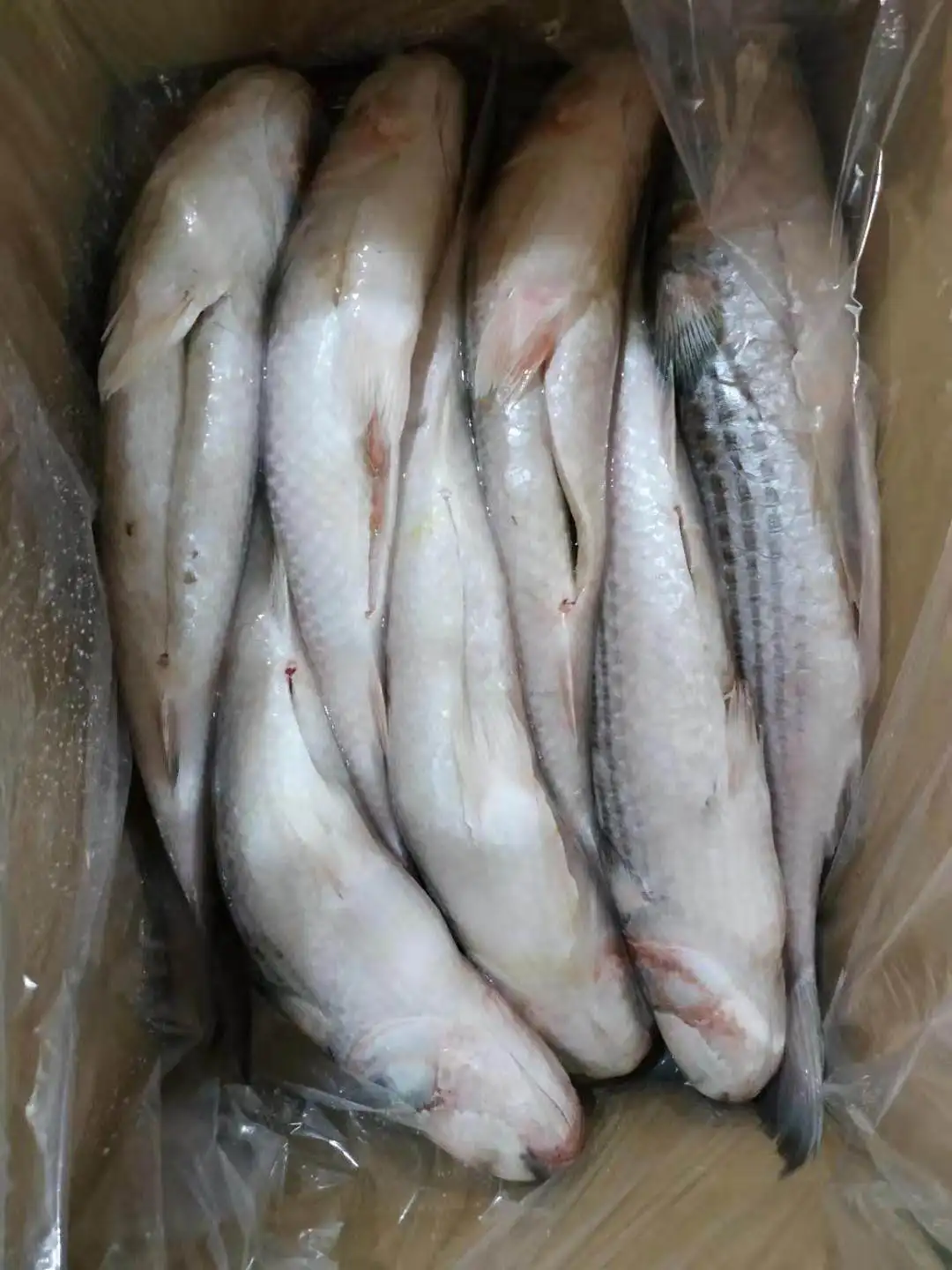 
Frozen fish Mugil Cephalus Grey Mullet Gutted for Marketing 