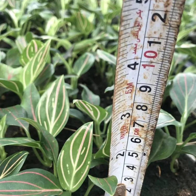 Завод рассады культура тканей растений рассады Ризома sibiricus