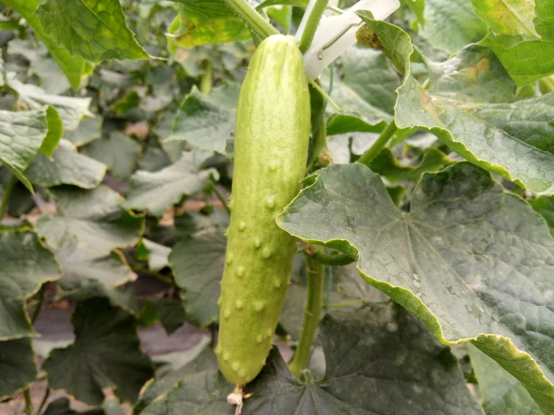 
Supply Early Maturity Hybrid f1 parthenocarpy white cucumber seed for planting 