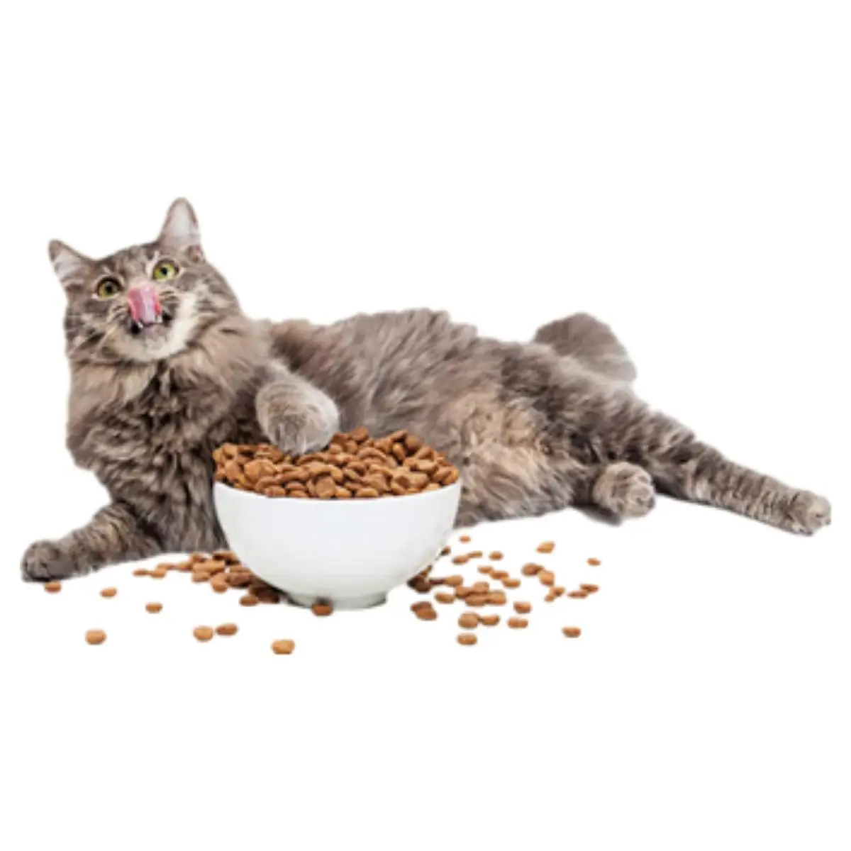 OEM ODM China Low 25% Protein Pet Food Probiotics Heart Chicken Duck flavor pet cat food