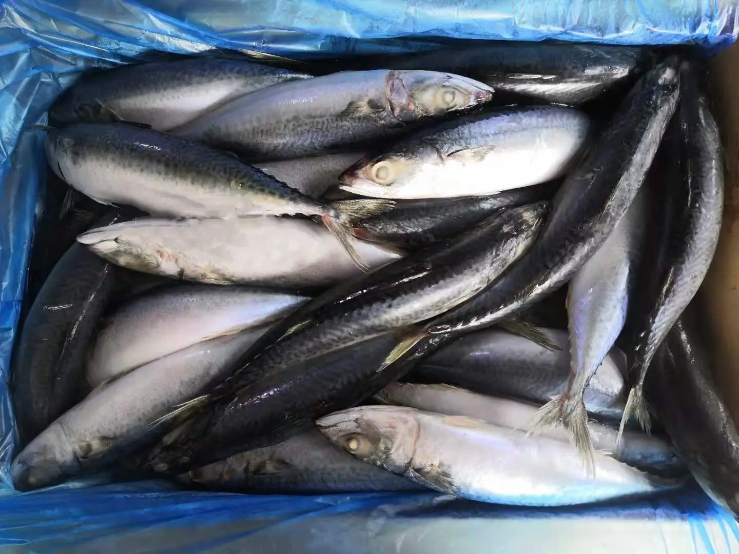 Bulk Frozen Pacific Mackerel Fish For China Wholesale