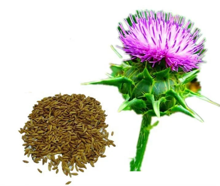 Chinese Factory Supply Herbs Plant Milk Thistle Seed Extract/30%-80% Silymarin Silybin/Silibinin