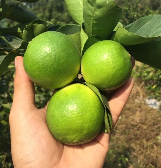 Best Price Fresh Seedless Lime Lemon Grown in Vietnam Wholesale  Agricultural Export Products Ready to Ship