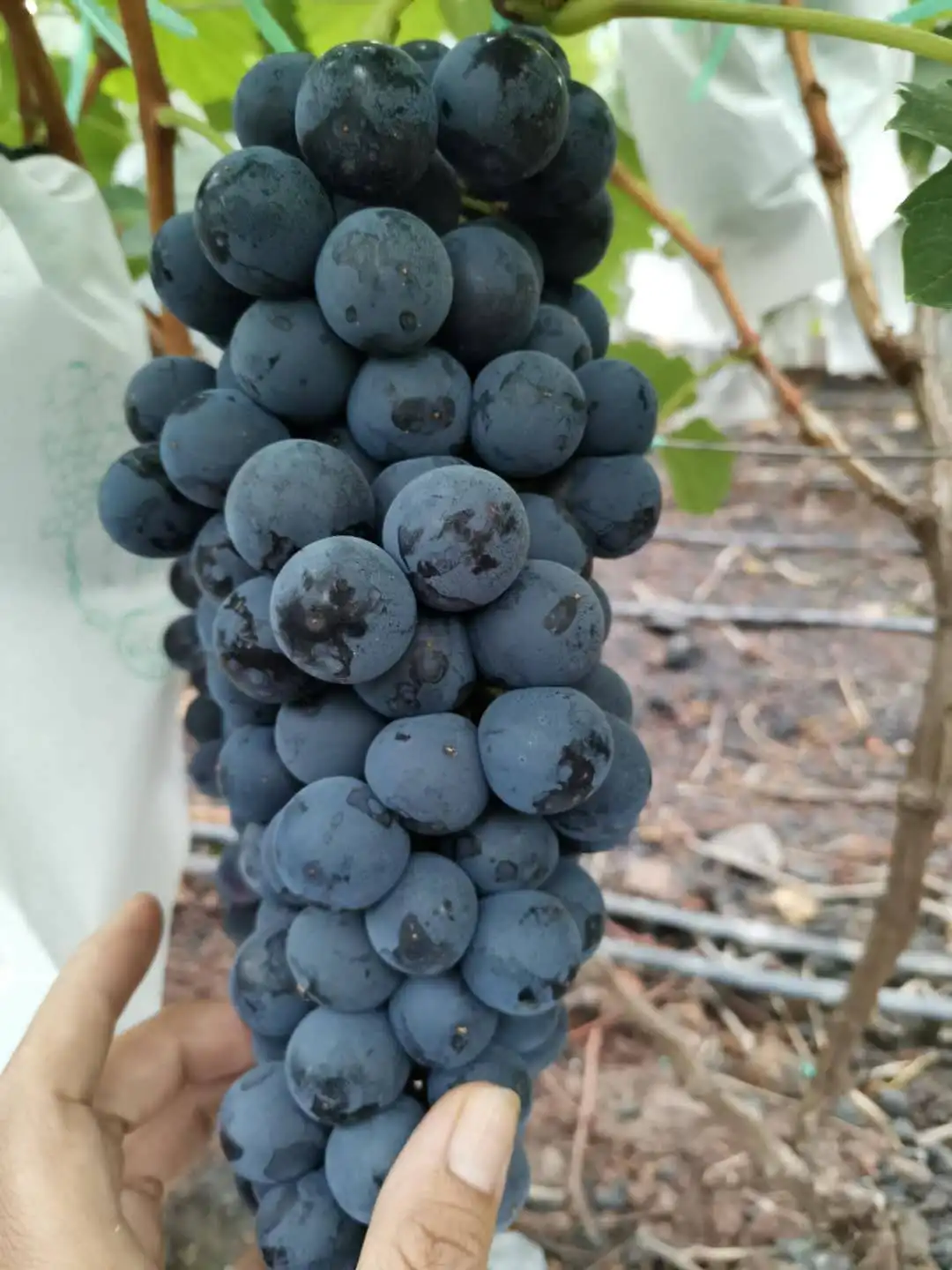 Fresh black grape with juicy sweet taste
