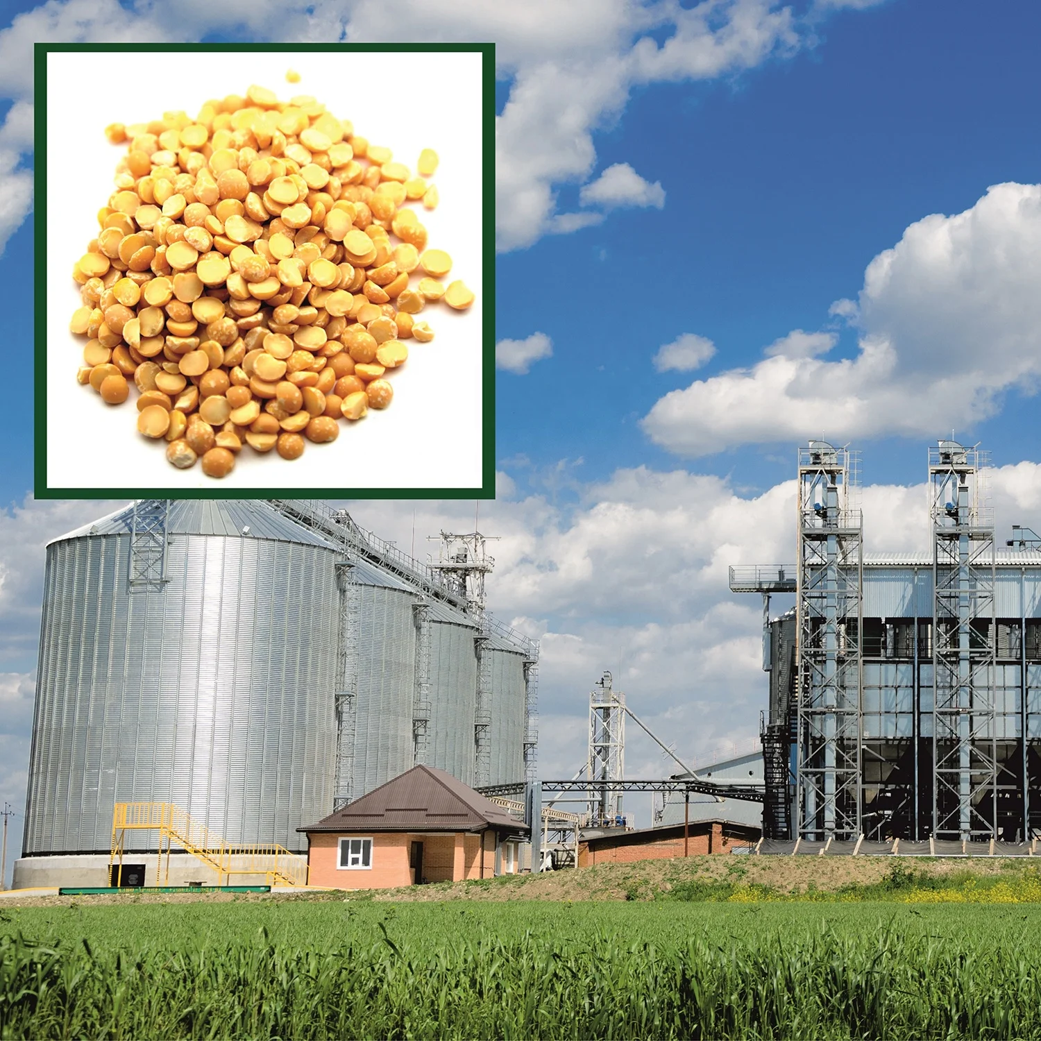 Premium quality split peas custom package design available, wholesale prices