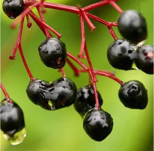 Экстракт Можжевельника Порошок экстракт Ягоды