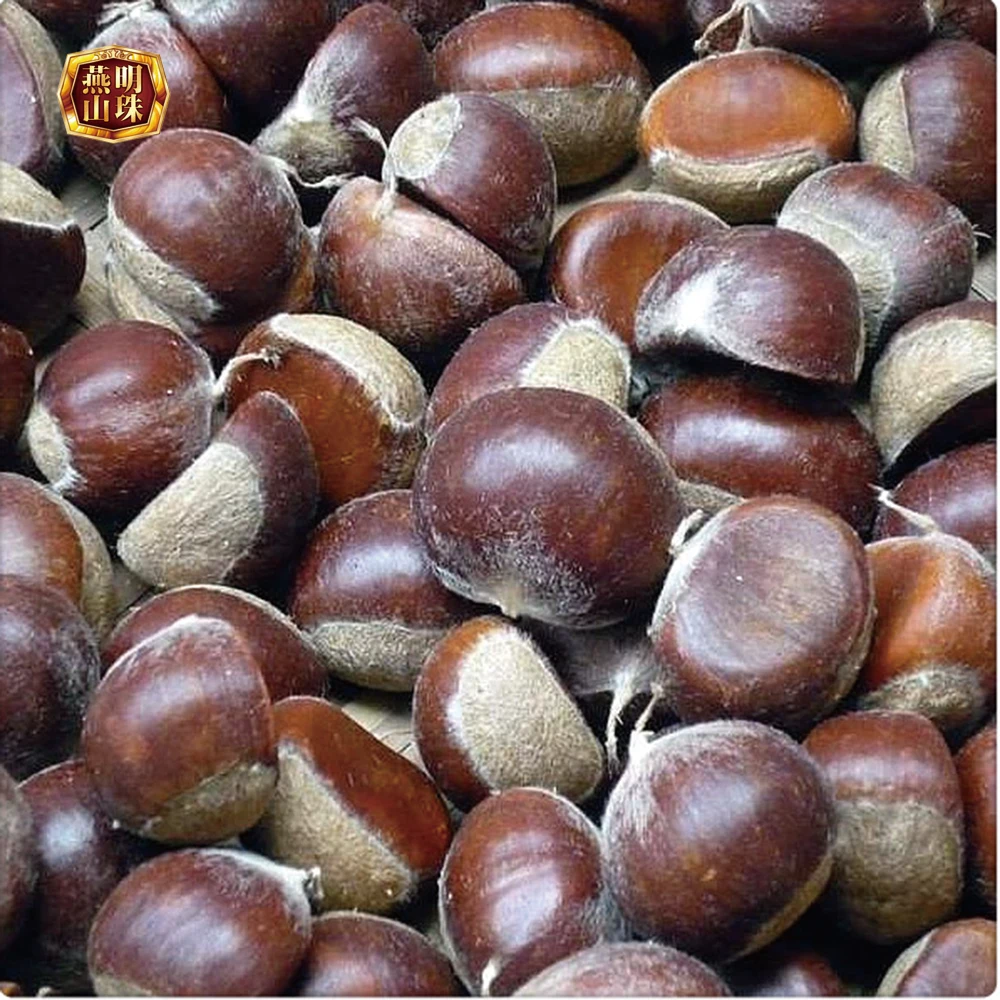 2020 New Crop Organic Chinese Harvesting Fresh Chestnuts