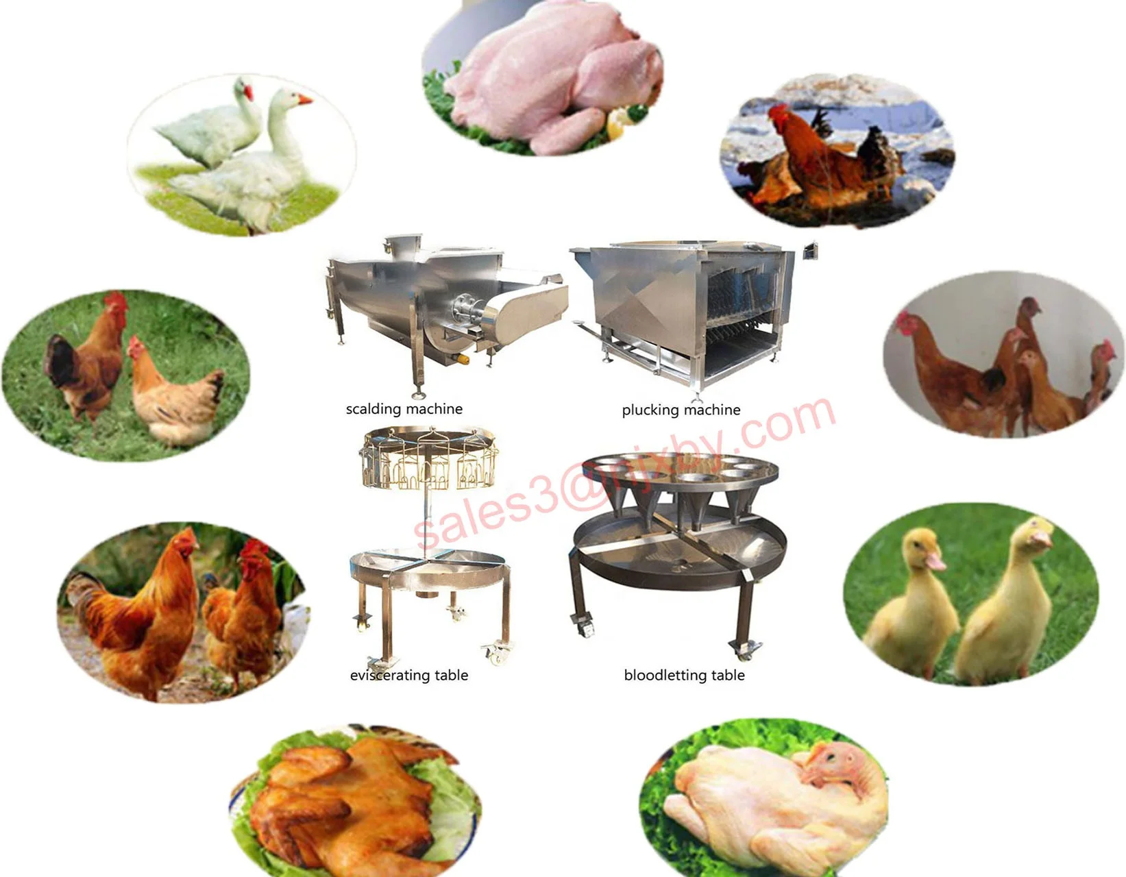Chicken Slaughtering Machine Gizzard Cleaning Peeling Machine Poultry Slaughterhouse corollary Equipment