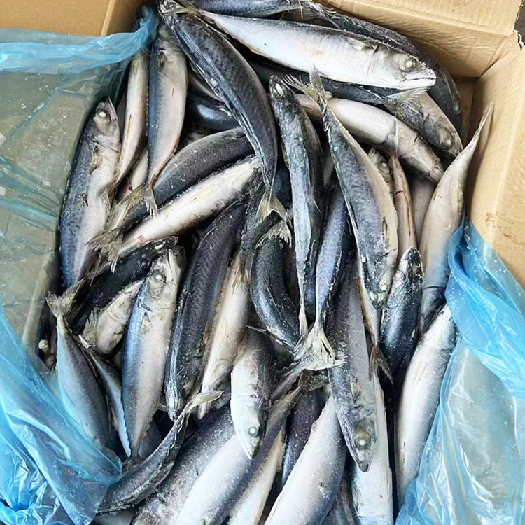 Hot Selling Wholesale Low Price Fresh Seafood Frozen Fish Mackerel Exporters
