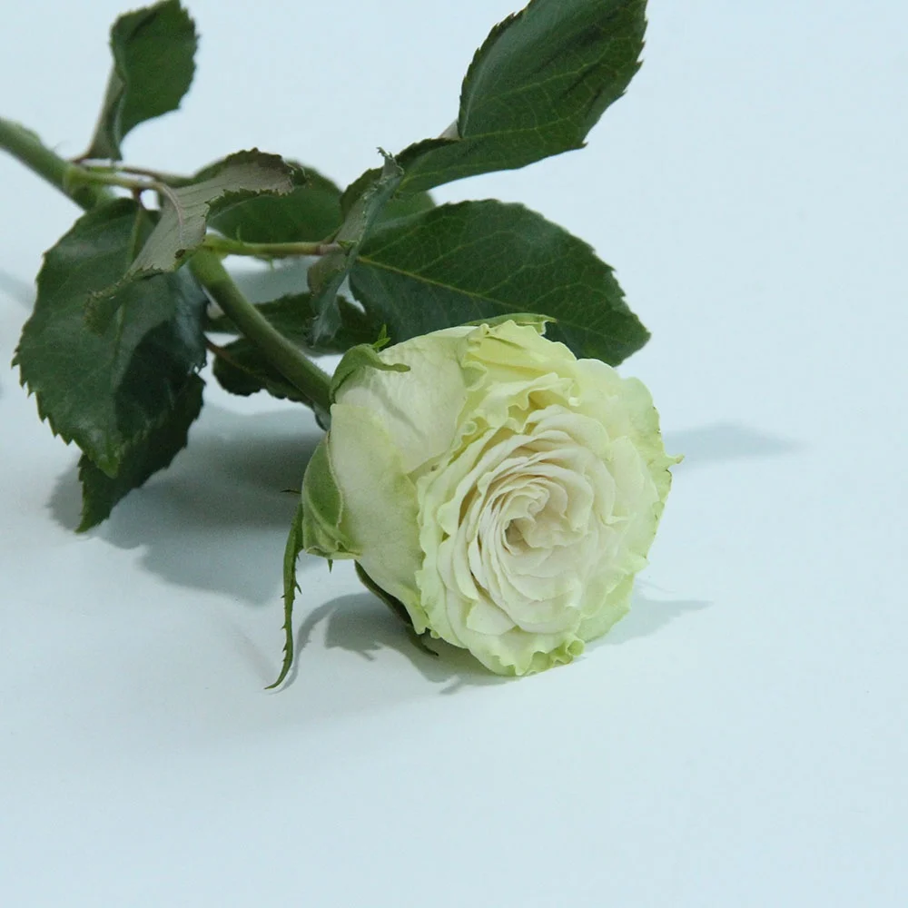 Exported Long Last Real Rose Flower Wholesale Fresh Flower Store Shop for Wedding Home Decoration